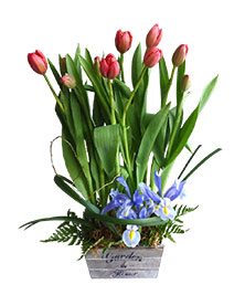 Jardinera de Tulipanes
